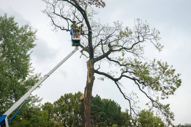 Best Best Tree Removal Services  in Grant, MI